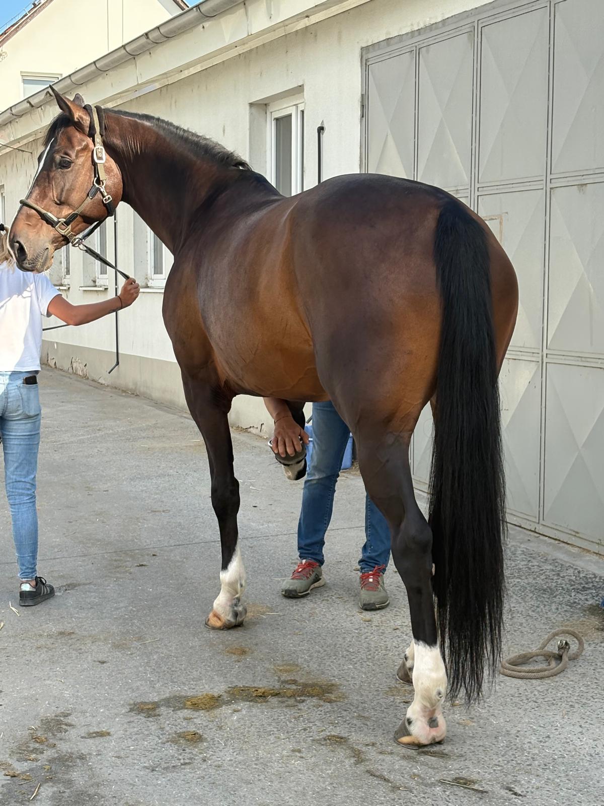 Equine vet checking horse front leg